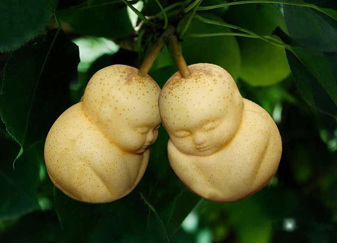 3034416-slide-s-1-are-these-baby-shaped-pears-creepy-or-adorable
